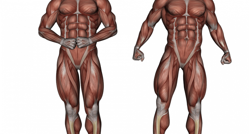Importance of Anatomical 3D Models in Medical Field